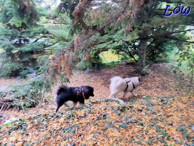 1.11.2023 - Herbstgarten